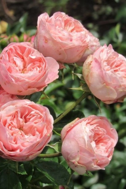 Троянда ‘Плейфул Рококо’|Rosa Playful Rokoko Роза|`Плейфул Рококо`